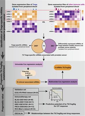 Computational Recognition of a Regulatory T-cell-specific Signature With Potential Implications in Prognosis, Immunotherapy, and Therapeutic Resistance of Prostate Cancer